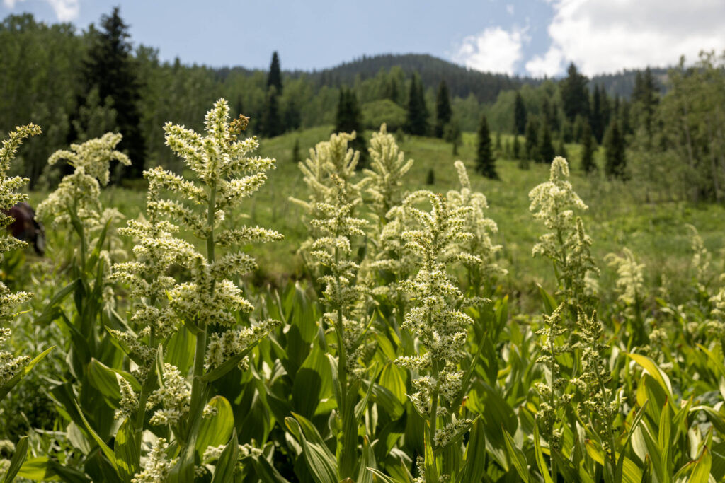 A field of Monument plants fill a field outside of Crested Butte near Gothic on Wednesday, June 30, 2026. (The Gazette, Michael G. Seamans)