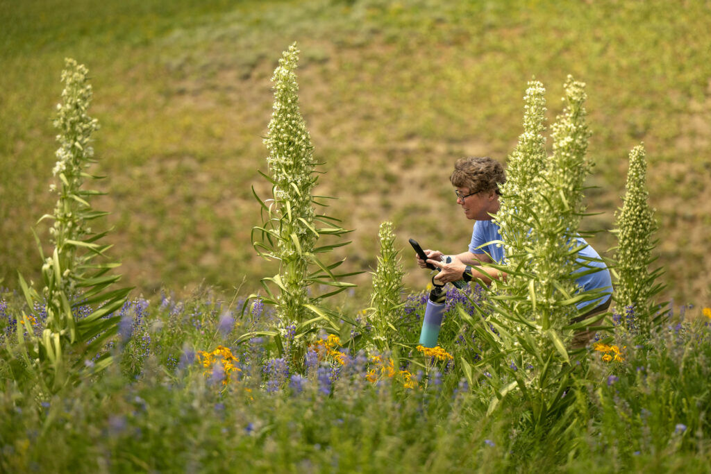 Jennifer Nelson inspects a Monument plant among Showy Goldeneye and Lupines at Mt. Crested Butte Campground in Crested Butte on Wednesday, June 30, 2026. (The Gazette, Michael G. Seamans)