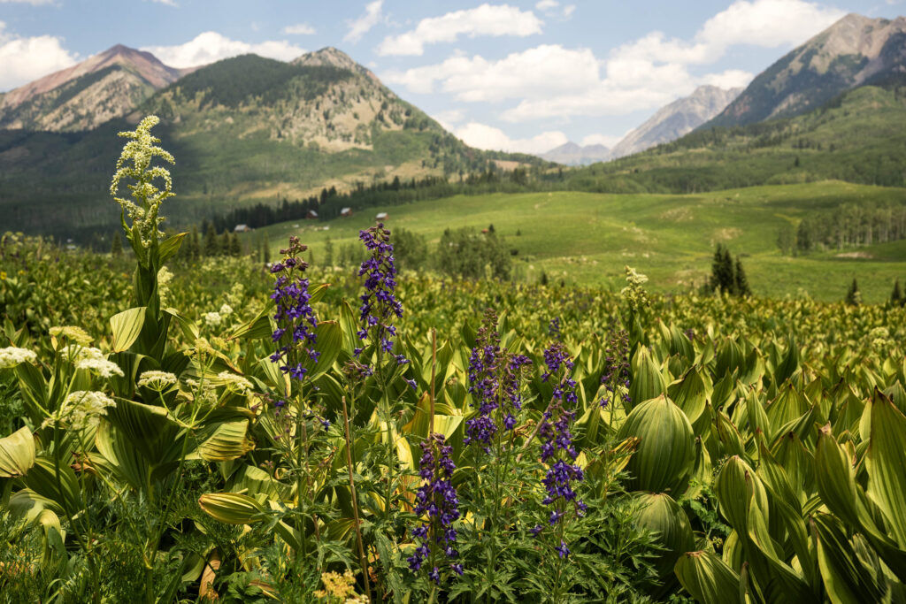 Monument plants share the field with a handful of Lupines outside of Crested Butte on Wednesday, June 30, 2026. (The Gazette, Michael G. Seamans)