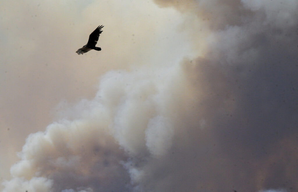 A vulture flies over a field near Colorado City on Wednesday, June 1, 2026. Colorado City was evacuated on Wednesday because of the approaching Aspen Ascent Fire. (The Gazette, Jerilee Bennett)