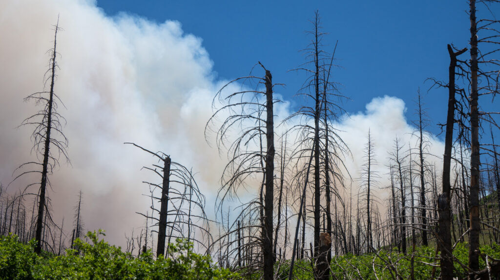 Charred trees from a 2016 fire in the San Isabel Forest near Wetmore still stand with smoke from the Aspen Ascent Fire as a backdrop on Wednesday, July 1, 2026. (The Gazette, Jerilee Bennett)