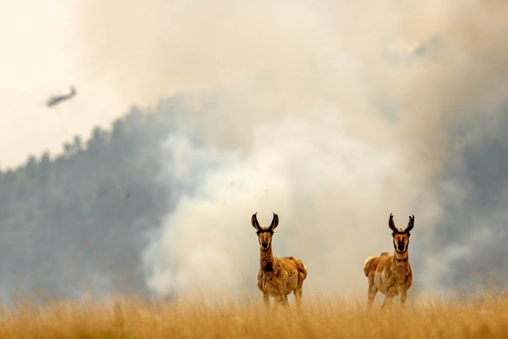 Deer and wildfire smoke