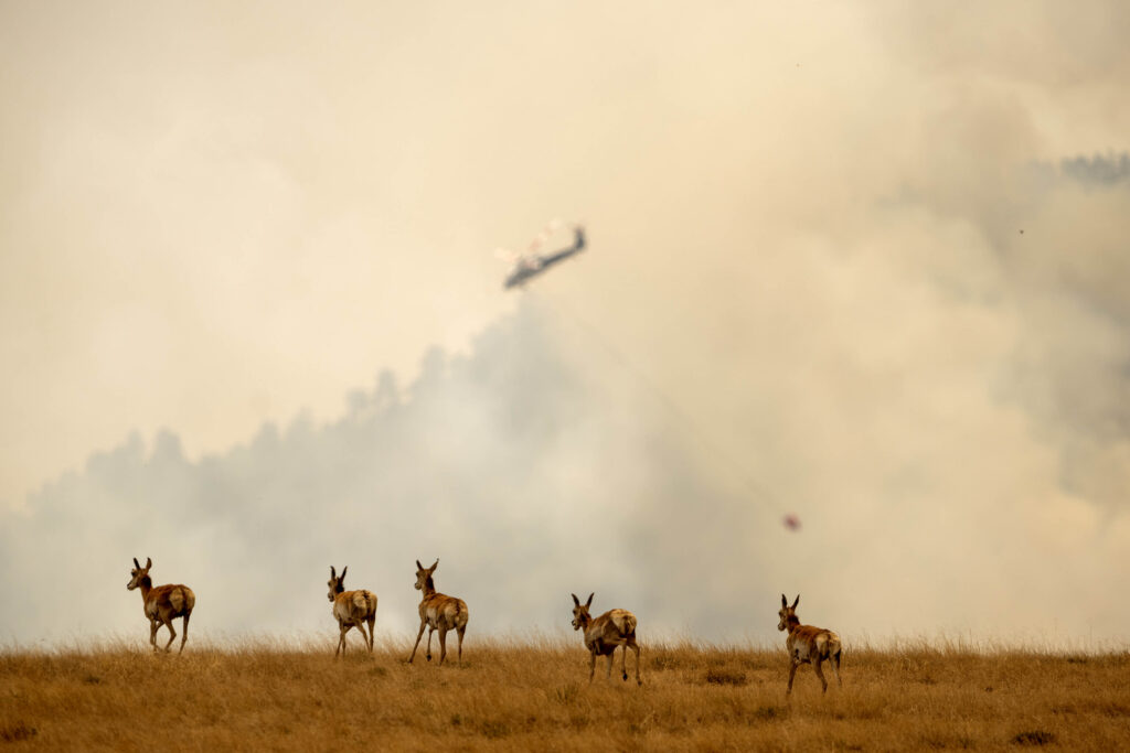Pronghorn flee a pasture near the Aspen Acres fire