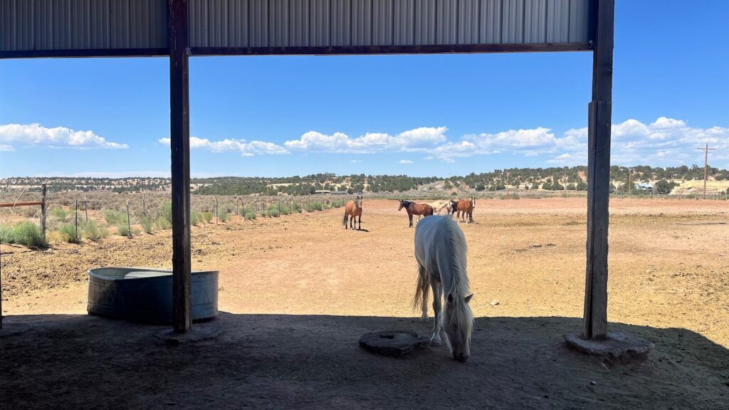 Mustangs from Steadfast Steeds can be seen. To their West is the direction of the Snyder Mesa fire. (Rachael Wright, The Denver Gazette)