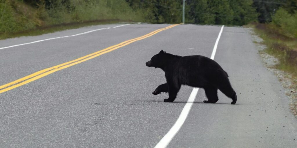 Douglas County bear reports up 155% from 2025