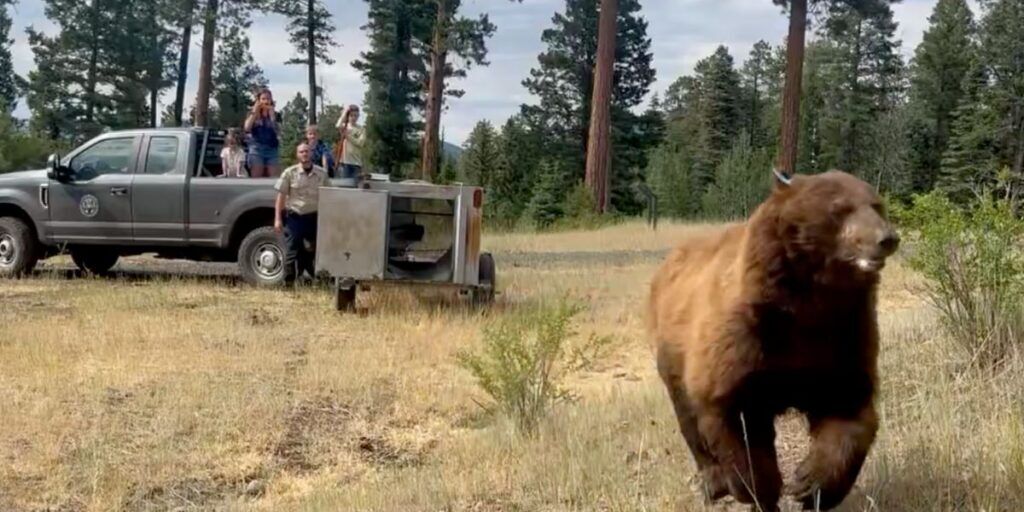 The release of the black bear caught in Durango. (Colorado Parks and Wildlife)