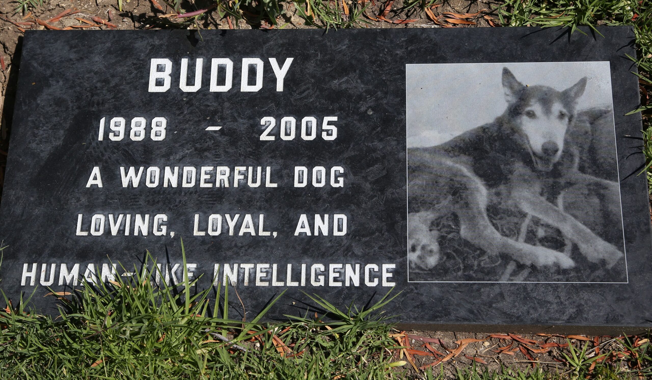 a marble slab covering the grave of a beloved pet named "Buddy."