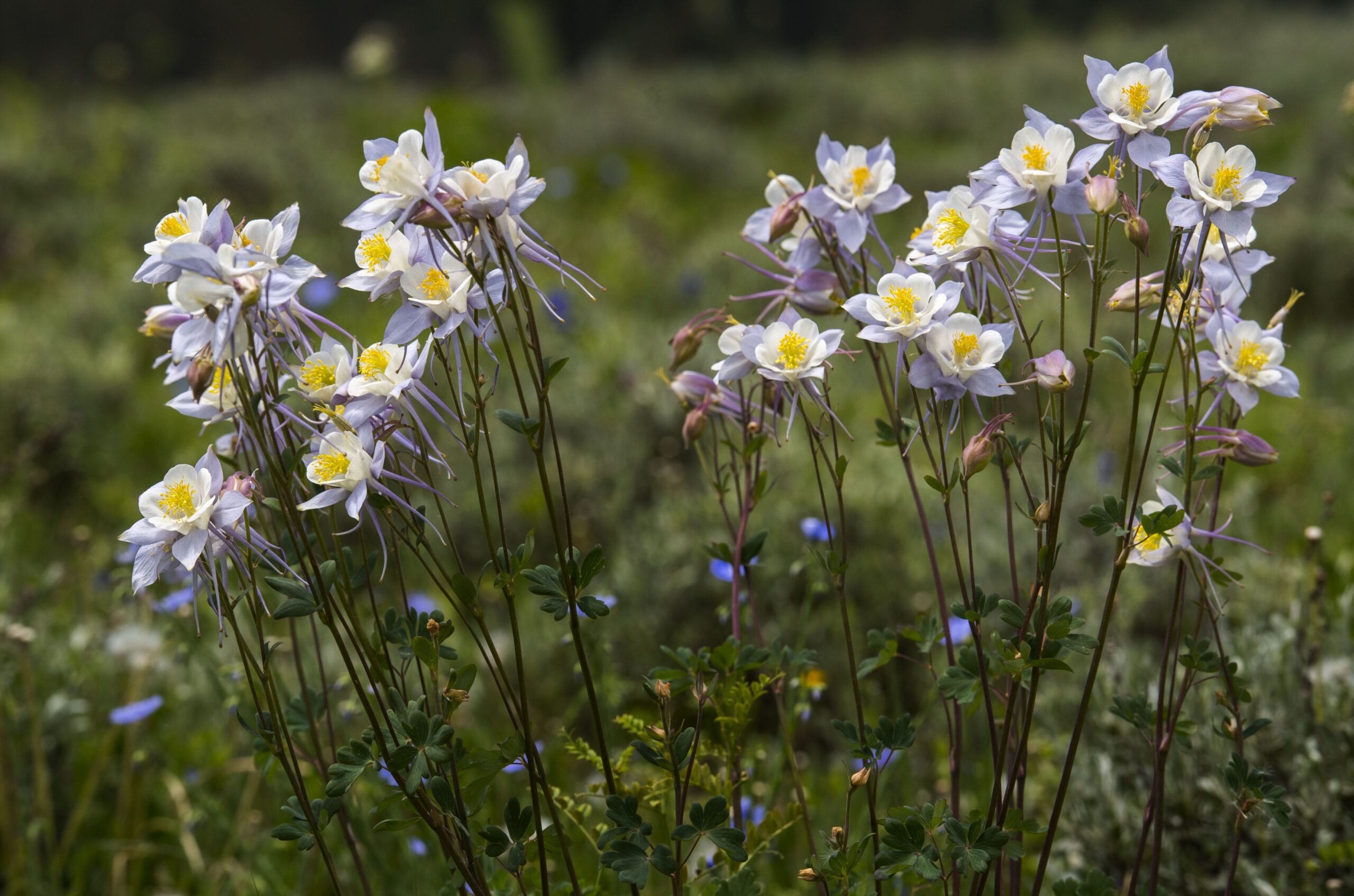 Columbine grows Monday, July 3, 2017 in a meadow in Washington Gulch outside Crested Butte, Colo. The Crested Butte Wildflower Festival beings July 7 and runs through July 16. (The Gazette, Christian Murdock)