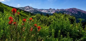 Crested Butte Wildflower Festival best trails, workshops and drives