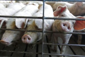 Patchwork laws challenge nationwide hog production | Rachel Gabel