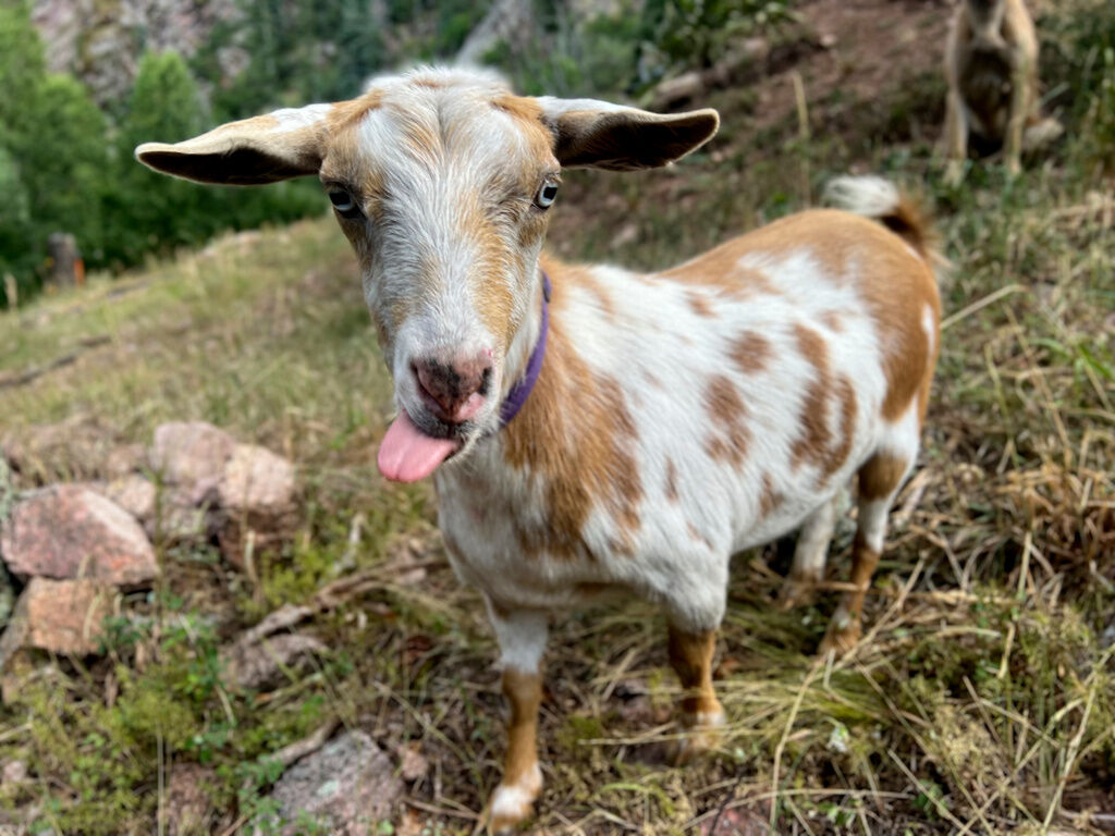 Goldie, short for Golden-Oreo, a goat who kept firefighters company in Colorado Springs on Thursday. the associated press