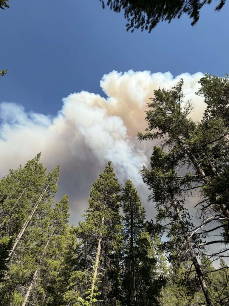 Large plumes of smoke billow over the tops of trees.