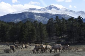 Hiker found dead on Long’s Peak trail Sunday